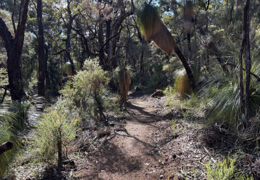 Rocky Forest Path