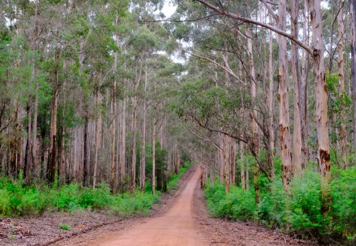 Another Forest Trail
